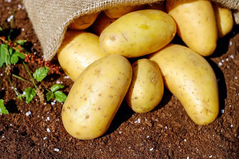 Are Potatoes Low FODMAP - image from pixabay by Couleur
