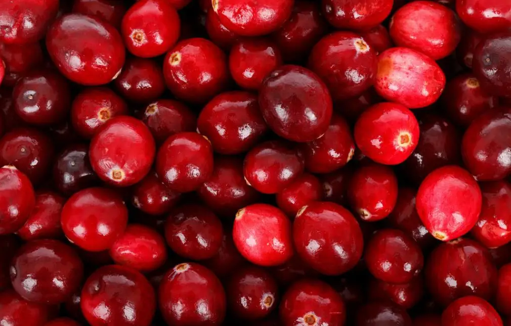 Are cranberries low fodmap - image from pixabya by PublicDomainPictures