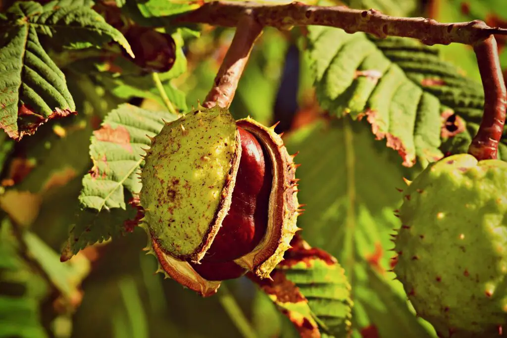 are water chestnuts low fodmap