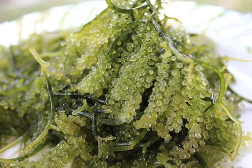 is seaweed low fodmap