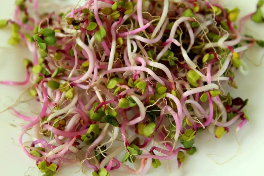 are radishes low fodmap